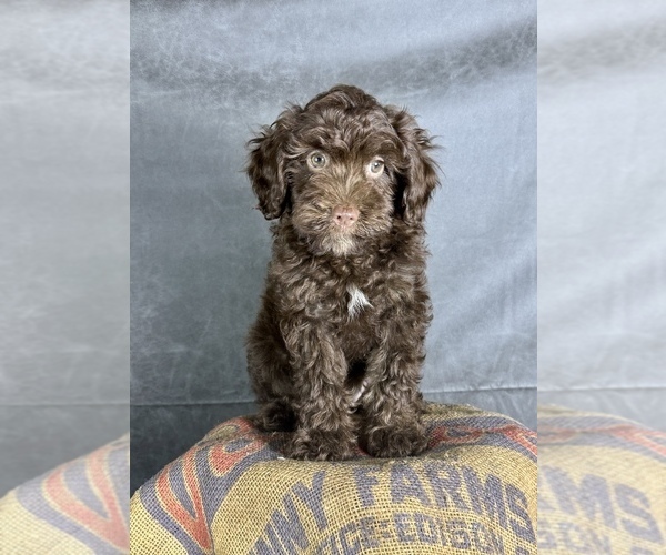 Medium Photo #9 Cavapoo (Miniature) Puppy For Sale in OCALA, FL, USA