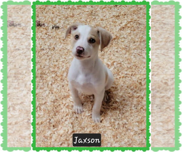 Medium Photo #2 Mutt Puppy For Sale in Granbury, TX, USA