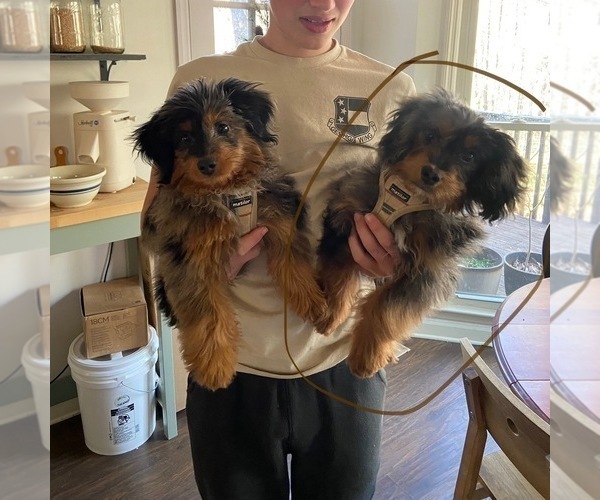 Medium Photo #3 Aussiedoodle Miniature  Puppy For Sale in ACWORTH, GA, USA
