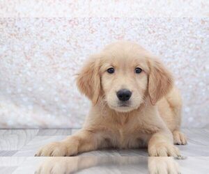 Golden Retriever Puppy for sale in MARIETTA, GA, USA