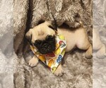 Small Photo #5 Pug Puppy For Sale in WHITTIER, NC, USA