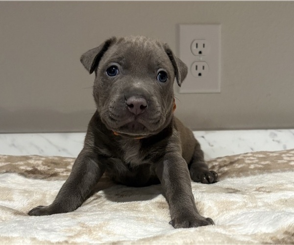 Medium Photo #4 American Pit Bull Terrier-Labrador Retriever Mix Puppy For Sale in HAINES CITY, FL, USA