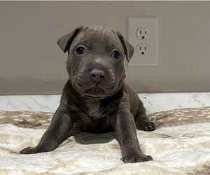 Medium American Pit Bull Terrier-Labrador Retriever Mix