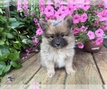 Small #8 Pomeranian