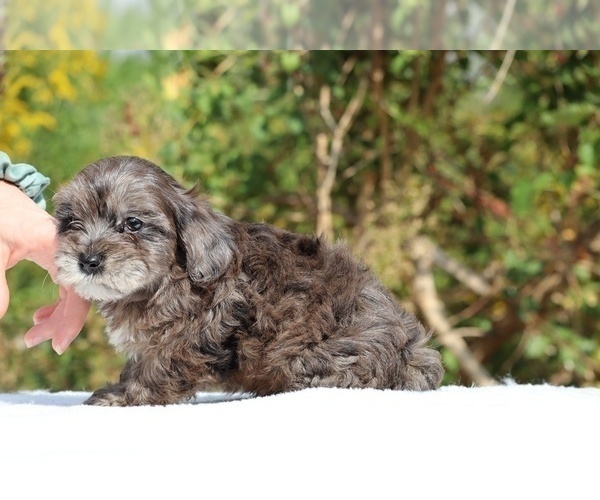 Medium Photo #51 ShihPoo Puppy For Sale in DYERSBURG, TN, USA