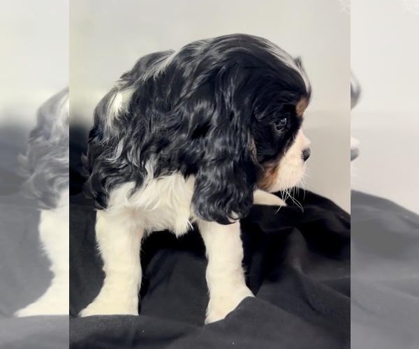 Medium Photo #3 Cavalier King Charles Spaniel Puppy For Sale in EDWARDSBURG, MI, USA