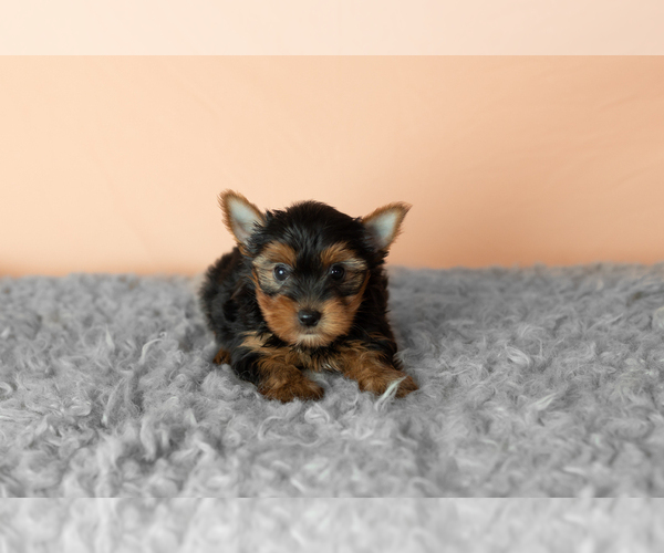 Medium Photo #3 Yorkshire Terrier Puppy For Sale in NAPPANEE, IN, USA
