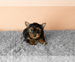 Small #2 Yorkshire Terrier