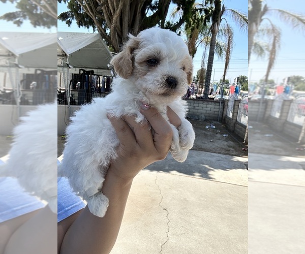 Medium Photo #3 Poodle (Toy) Puppy For Sale in SAN BERNARDINO, CA, USA