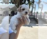 Small #2 Poodle (Toy)