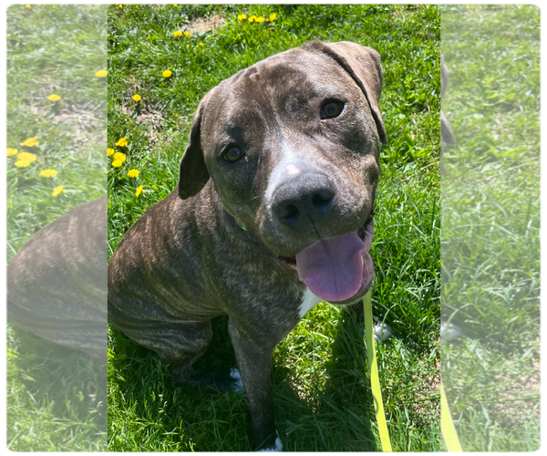 Medium Photo #25 American Pit Bull Terrier-Mountain Cur Mix Puppy For Sale in Rockaway, NJ, USA