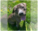 Small #24 American Pit Bull Terrier-Mountain Cur Mix