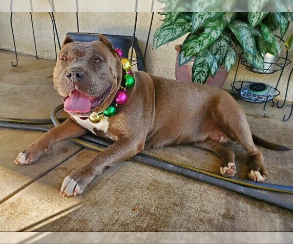 Medium Photo #16 American Staffordshire Terrier Puppy For Sale in Lake elsinore, CA, USA