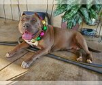 Small Photo #16 American Staffordshire Terrier Puppy For Sale in Lake elsinore, CA, USA