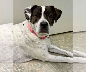 American Pit Bull Terrier-Labrador Retriever Mix Dogs for adoption in Rustburg, VA, USA