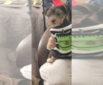 Small Photo #4 Yorkshire Terrier Puppy For Sale in CO SPGS, CO, USA