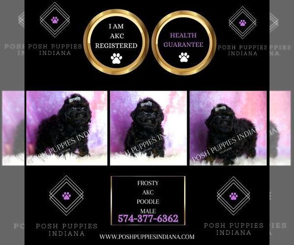 Medium Photo #2 Poodle (Toy) Puppy For Sale in WARSAW, IN, USA