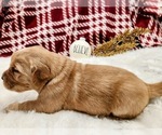Small #5 Golden Retriever