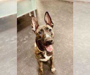 American Pit Bull Terrier-German Shepherd Dog Mix Dogs for adoption in Utica, NY, USA