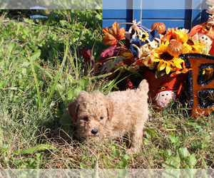 Poodle (Toy) Puppy for sale in CHANUTE, KS, USA