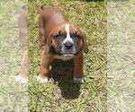 Puppy 1 Boxer