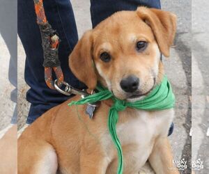 Labrador Retriever-Unknown Mix Dogs for adoption in Washington, DC, USA