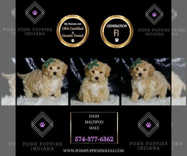 Medium Photo #102 Maltipoo (Miniature) Puppy For Sale in WARSAW, IN, USA