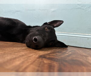 Fish Litter Dad - Gar - Located in FL - Male Mutt Dog for Adoption - Photo #5