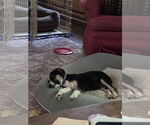 Small #2 Mutt