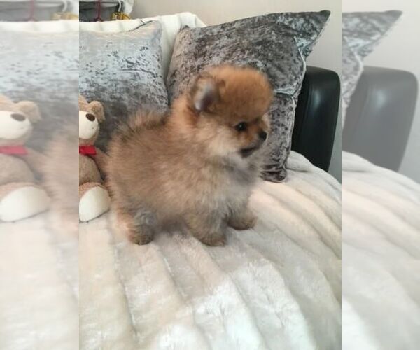 Medium Photo #1 Pomeranian Puppy For Sale in SAN MARCOS, CA, USA
