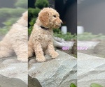 Small Photo #2 Poodle (Standard) Puppy For Sale in BELLINGHAM, WA, USA