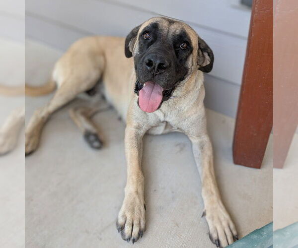 Medium Photo #13 Mastiff Puppy For Sale in Vail, AZ, USA