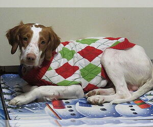 Basset Hound-Brittany Mix Dogs for adoption in Curwensville, PA, USA