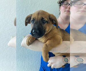 Basset Hound-Labrador Retriever Mix Dogs for adoption in Valrico, FL, USA