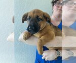 Small Photo #1 Basset Hound-Labrador Retriever Mix Puppy For Sale in Valrico, FL, USA