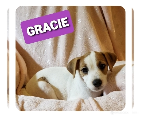 Medium Photo #3 Jack Russell Terrier Puppy For Sale in MANSFIELD, TX, USA