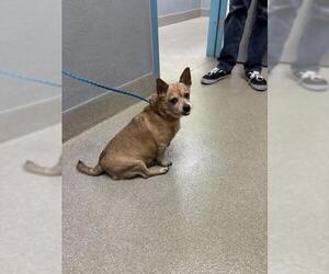 Chihuahua-Unknown Mix Dogs for adoption in Las Vegas, NV, USA