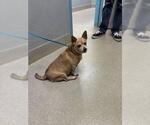 Small Chihuahua Mix