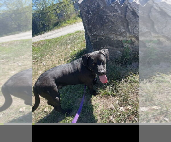 Medium Photo #2 Dachshund-Unknown Mix Puppy For Sale in Elmsford, NY, USA