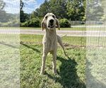 Small Photo #3 Poodle (Standard) Puppy For Sale in Pacolet, SC, USA