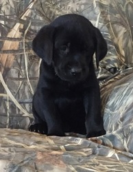 Labrador Retriever Puppy for sale in BENSON, NC, USA