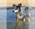 Small Photo #1 Australian Shepherd Puppy For Sale in BRIGGSDALE, CO, USA