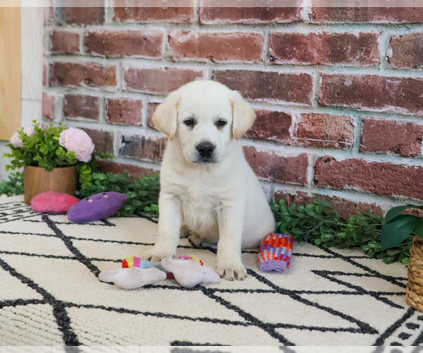 Medium Photo #6 Labrador Retriever Puppy For Sale in SYRACUSE, IN, USA
