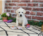 Small #5 Labrador Retriever