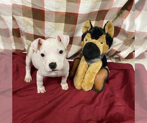American Pit Bull Terrier-Unknown Mix Dogs for adoption in Modesto, CA, USA