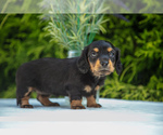 Puppy Laylee Dachshund