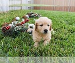 Small Photo #13 Golden Retriever Puppy For Sale in RICHMOND, TX, USA