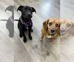 Small #8 Labrador Retriever Mix
