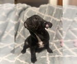 Small Photo #2 Faux Frenchbo Bulldog-French Bulldog Mix Puppy For Sale in HOODSPORT, WA, USA