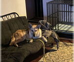Small #6 German Shepherd Dog Mix